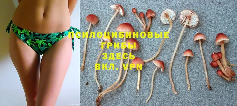 Галлюциногенные грибы Cubensis  Каменск-Шахтинский 